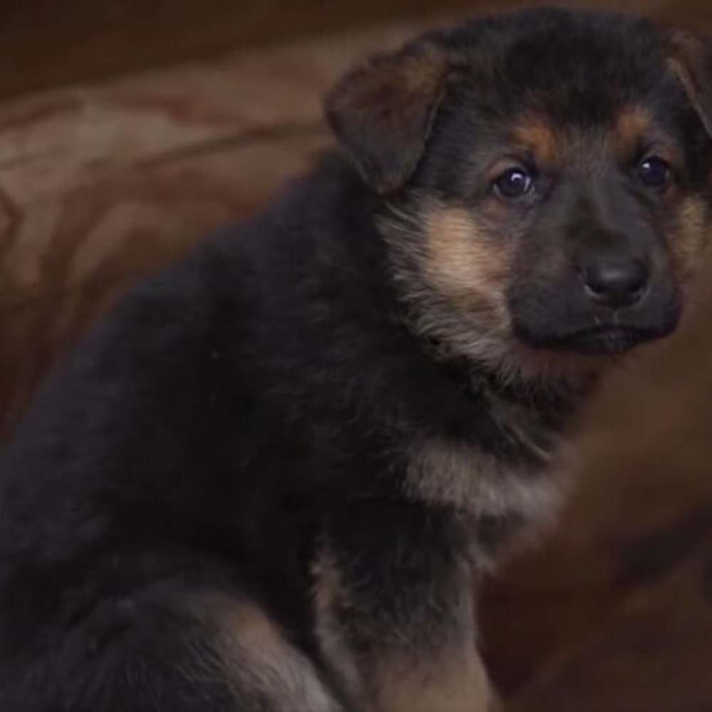 Turquía dona cachorro a Sedena en honor a Proteo 0