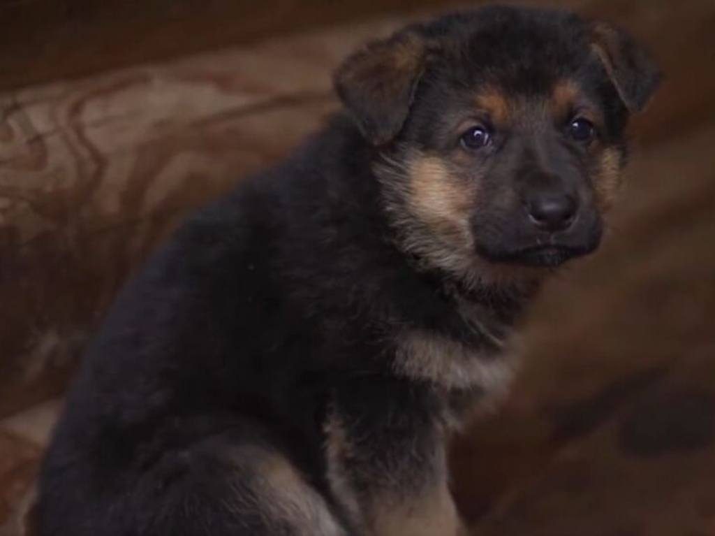 turquía cachorro proteo