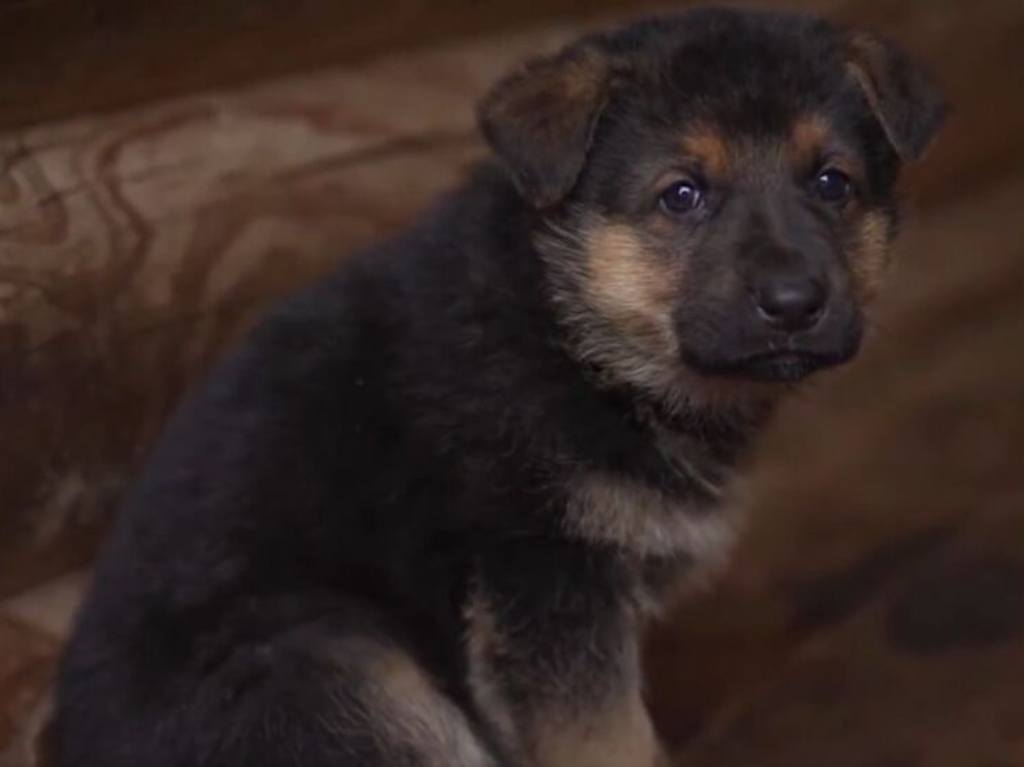 Turquía dona cachorro a Sedena en honor a Proteo