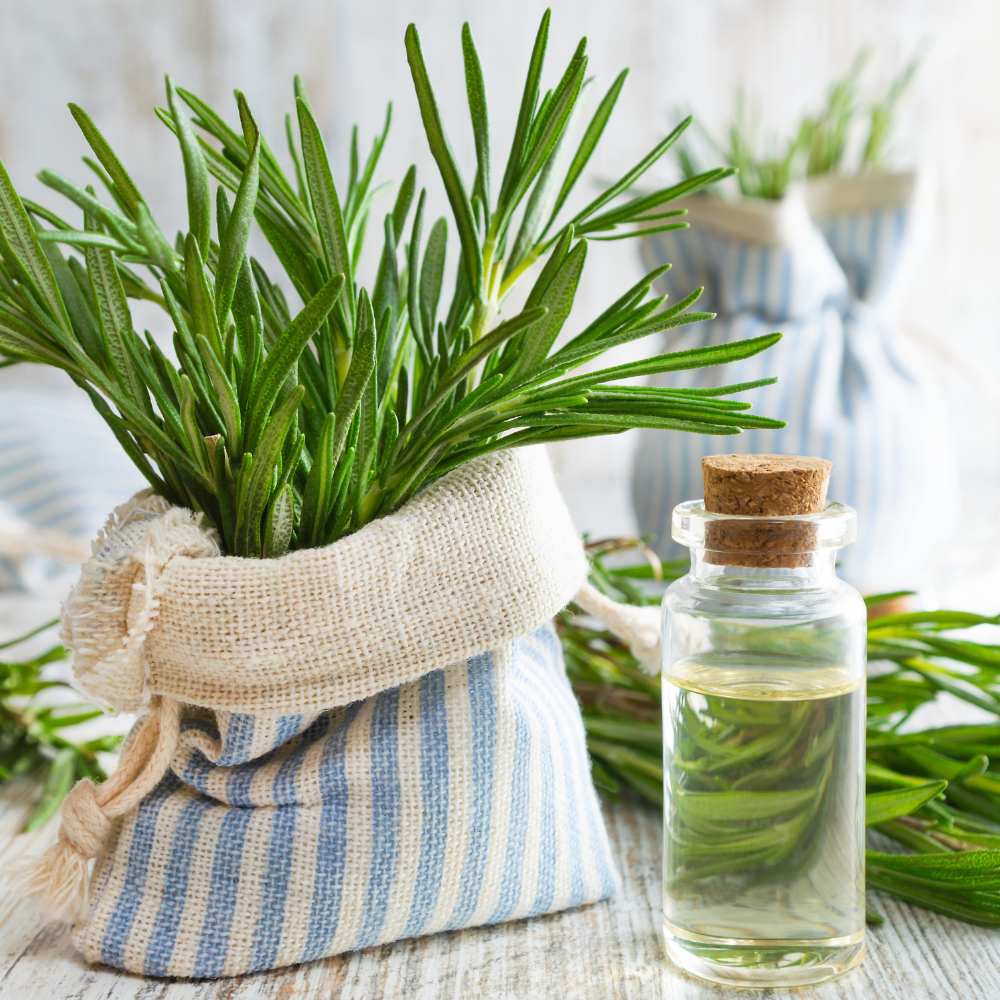 Agua de romero remedio casero para caída del cabello