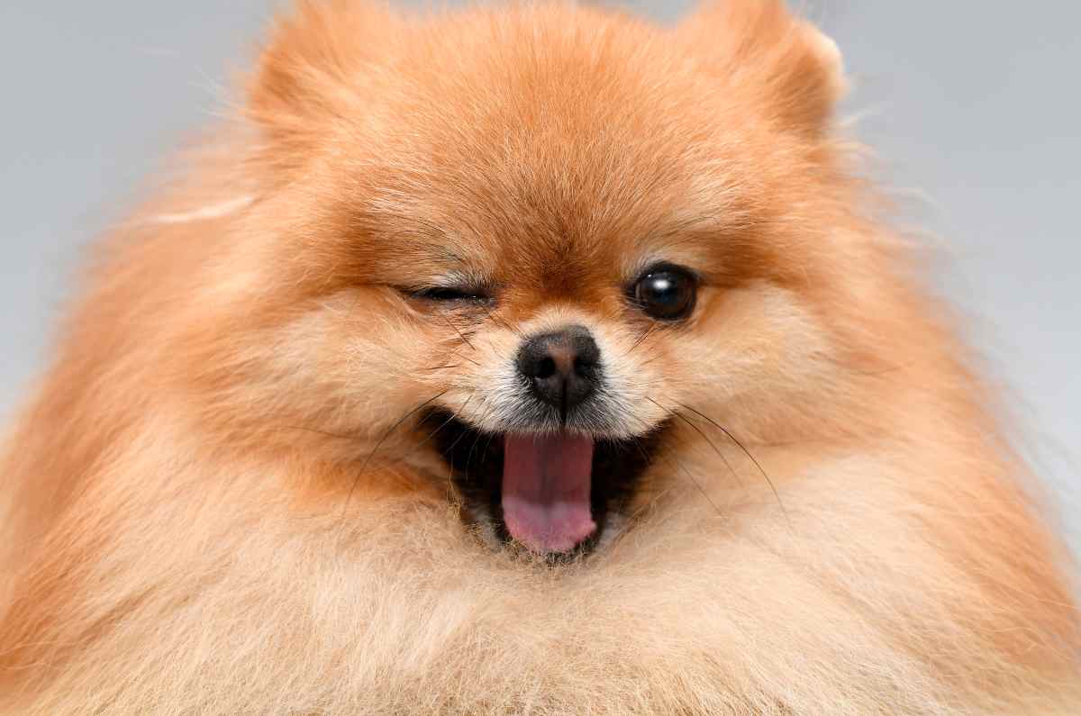 ¿Cómo tramitar la CURP para mascotas y para qué sirve?