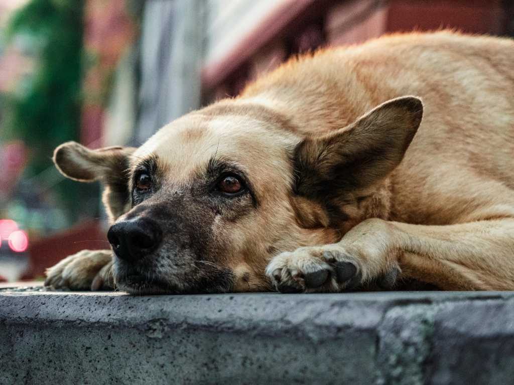 día mundial del perro sin raza