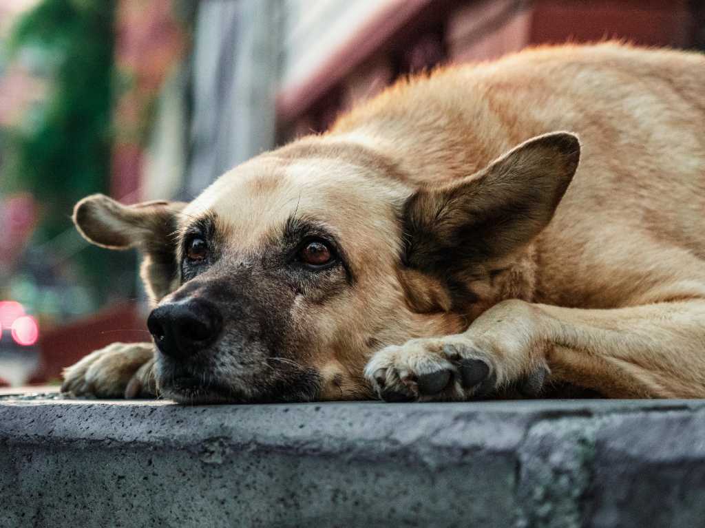 28 de mayo: Día Mundial del perro sin raza, ¿por qué se celebra?