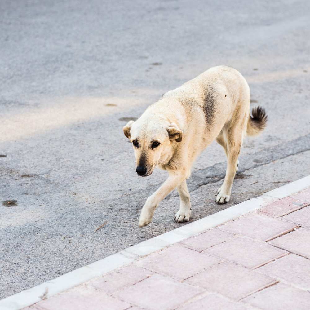 28 de mayo: Día Mundial del perro sin raza, ¿por qué se celebra? 3