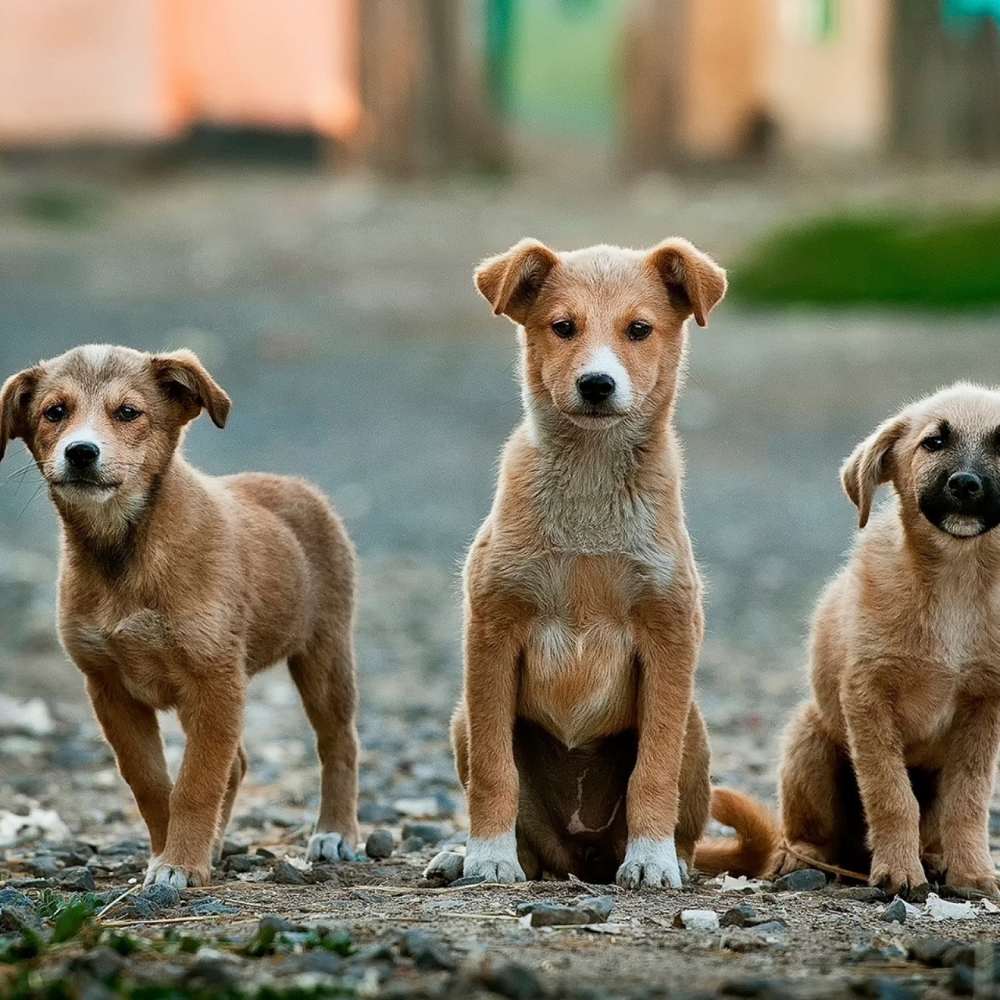 28 de mayo: Día Mundial del perro sin raza, ¿por qué se celebra? 0