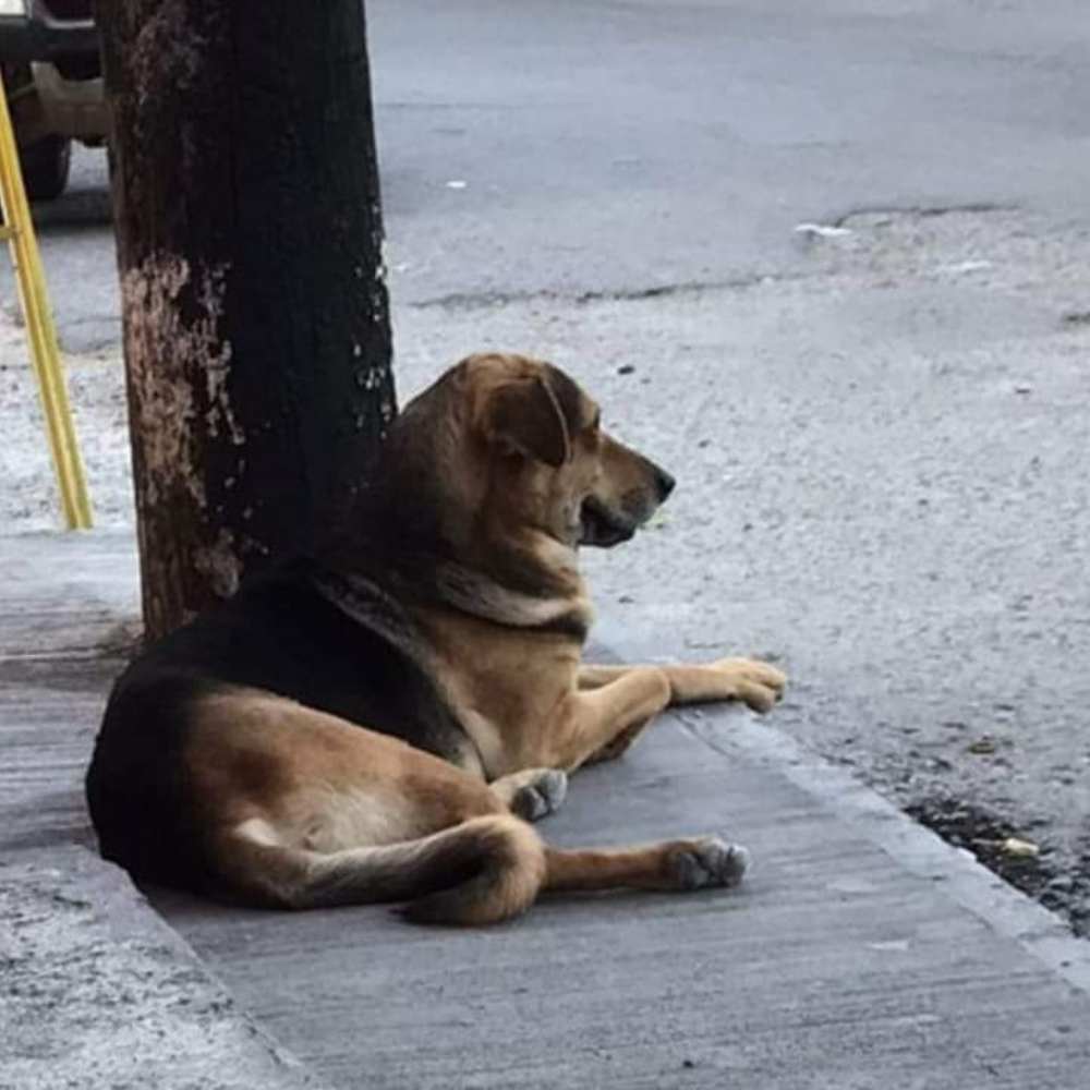 ¡Podrías pasar hasta 10 años en prisión por maltratar a un perrito! 2