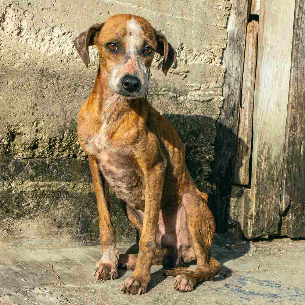 ¡Podrías pasar hasta 10 años en prisión por maltratar a un perrito! 1