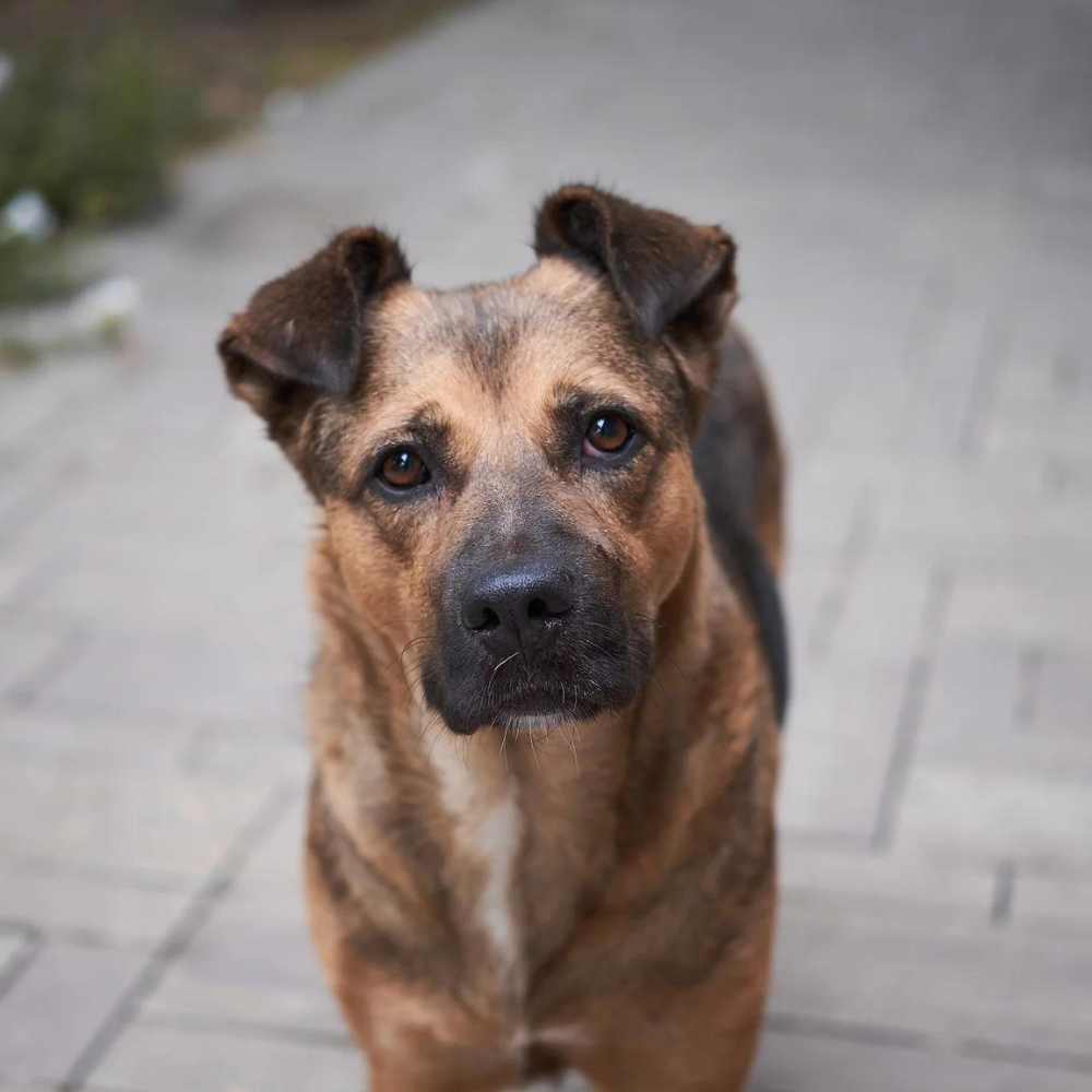 28 de mayo: Día Mundial del perro sin raza, ¿por qué se celebra? 2