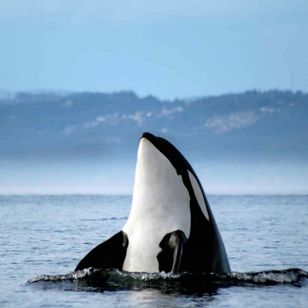 ¿Quién es Gladys? La orca que se ha vuelto famosa en redes sociales por hundir barcos 2
