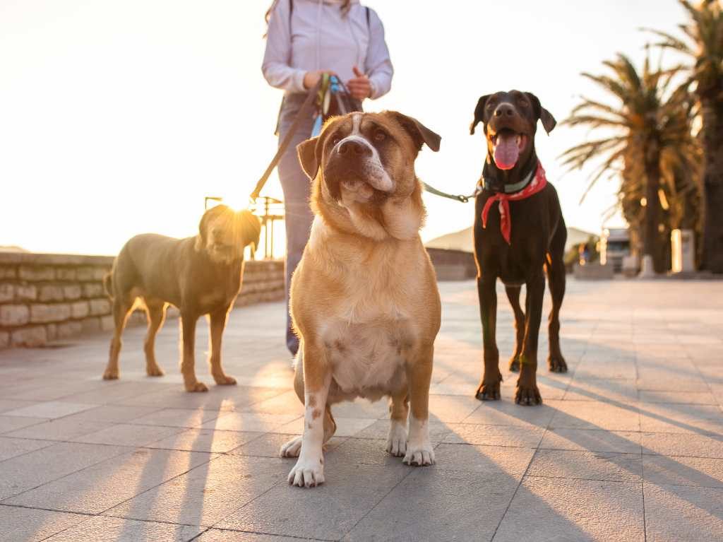 perro golpe de calor