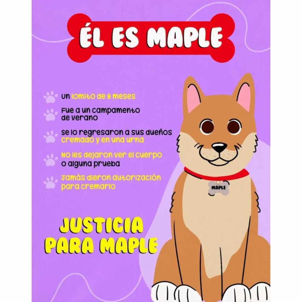 Aprueban la Ley Maple en CDMX para regular el cuidado de mascotas 0