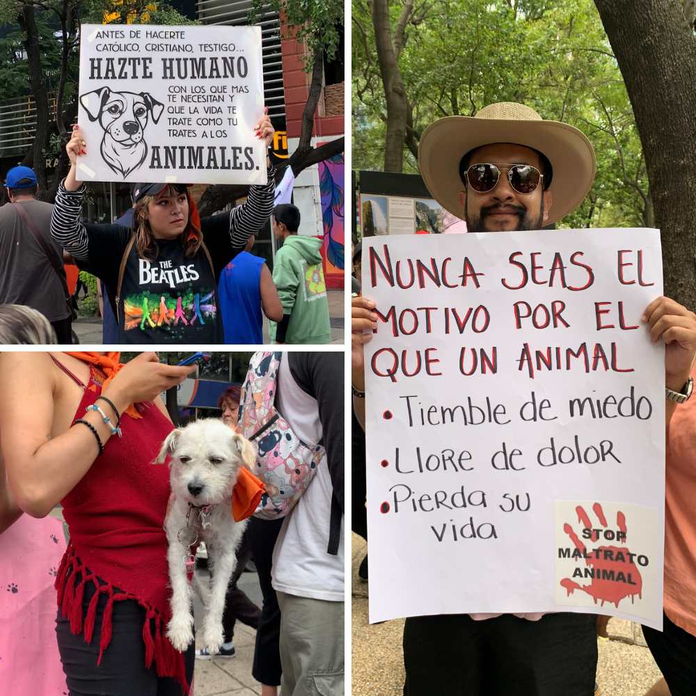 Marcha contra el maltrato animal en la CDMX: «¡Ni una patita menos!» 0