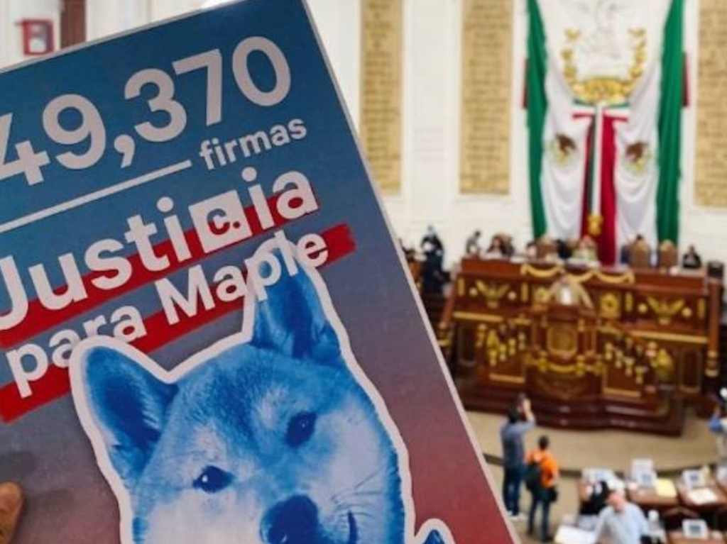 Aprueban la Ley Maple en CDMX para regular el cuidado de mascotas