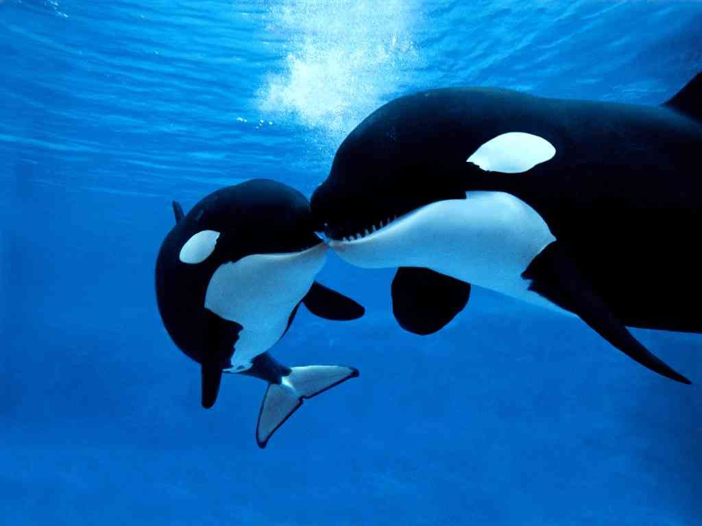 orca gladys