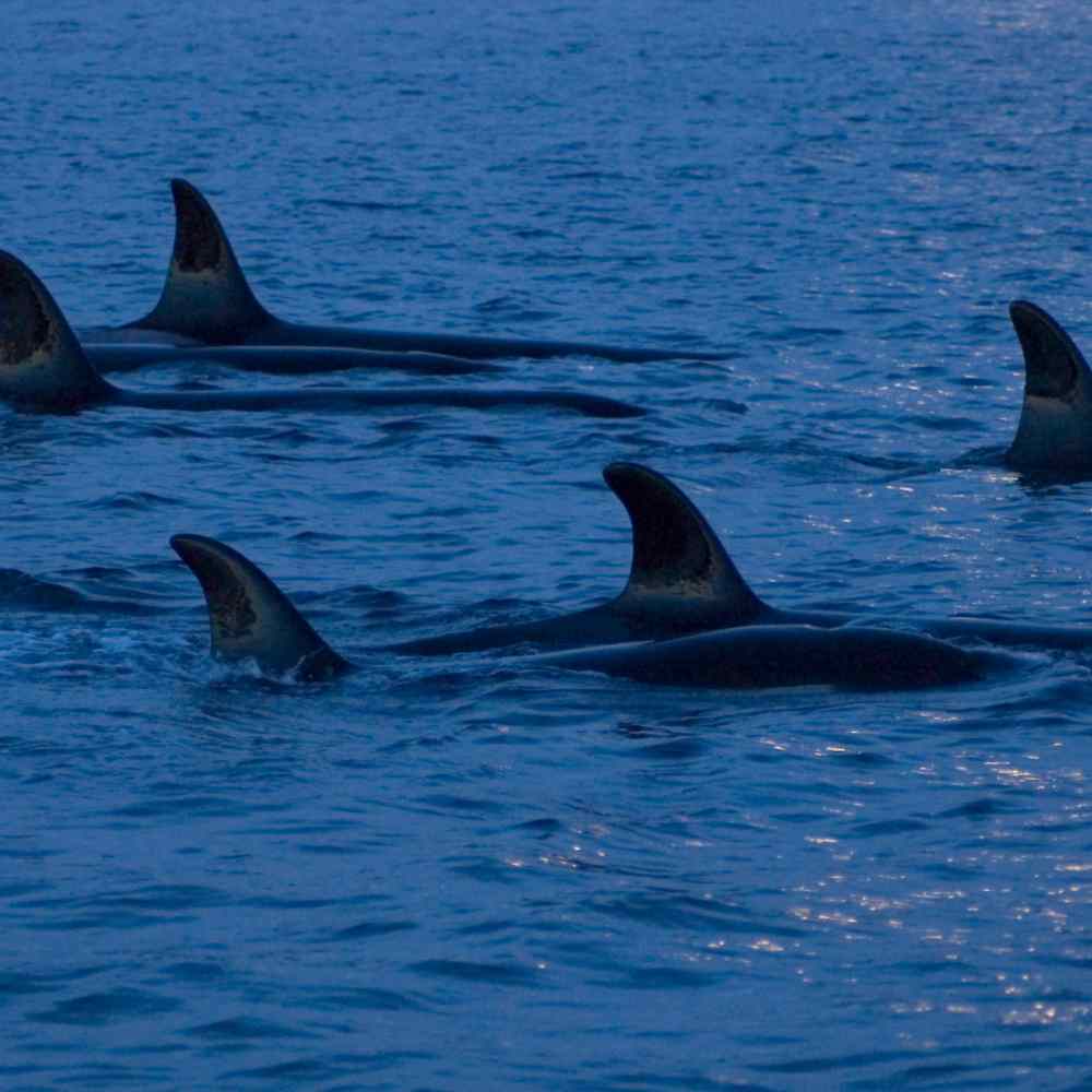 ¿Quién es Gladys? La orca que se ha vuelto famosa en redes sociales por hundir barcos 1