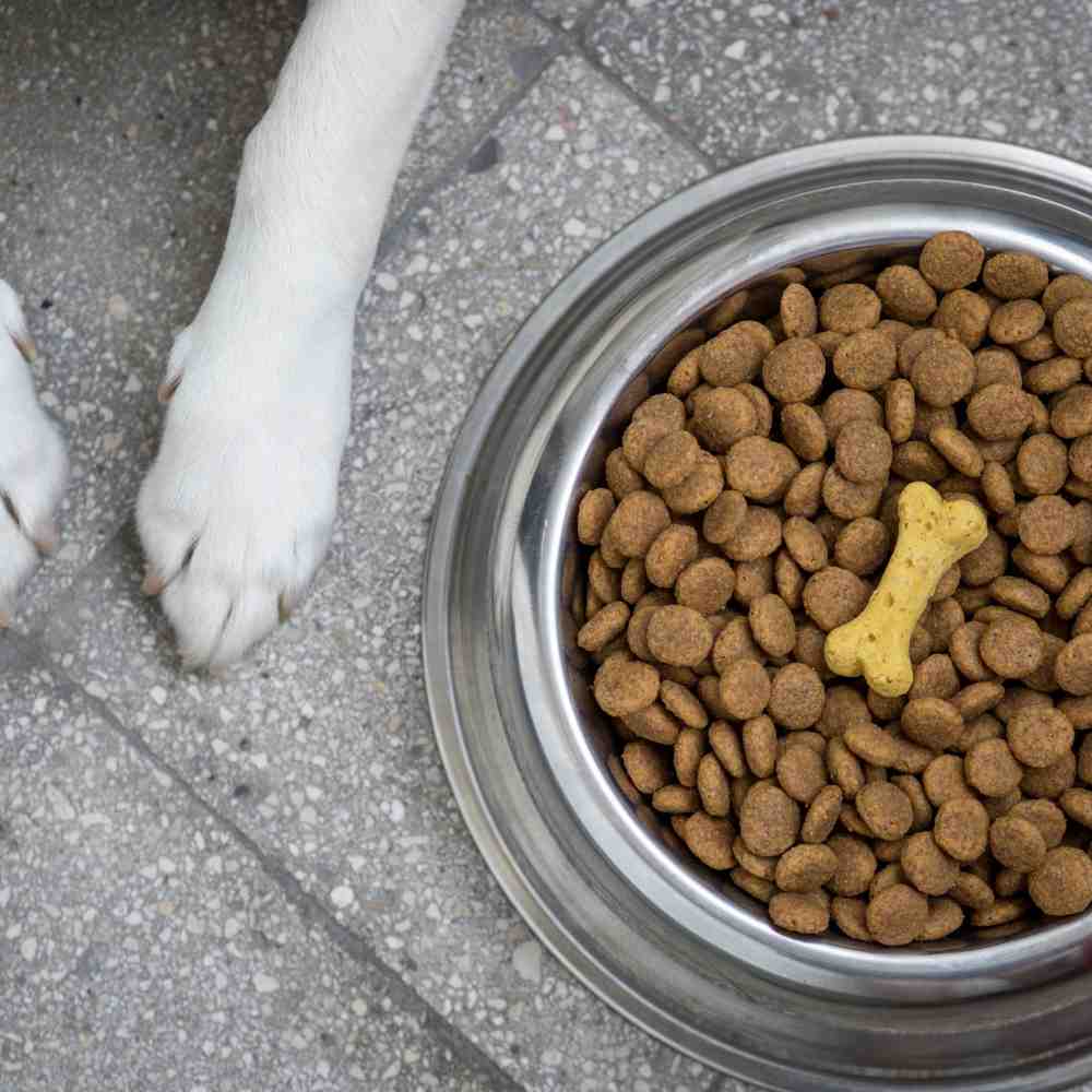 Profeco revela cuáles son las peores croquetas para tu perro 0