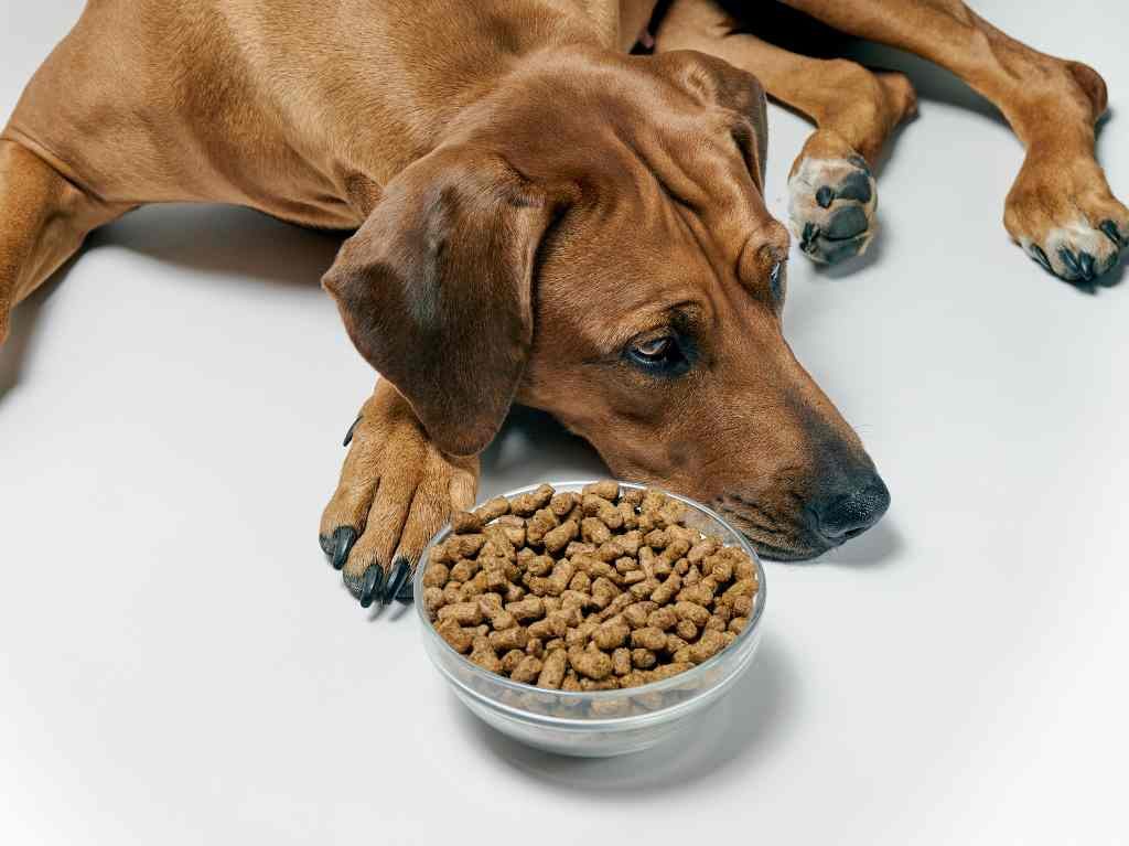 peores croquetas para perritos