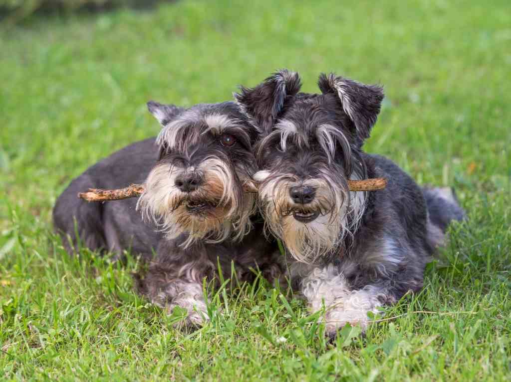 dia internacional del perro