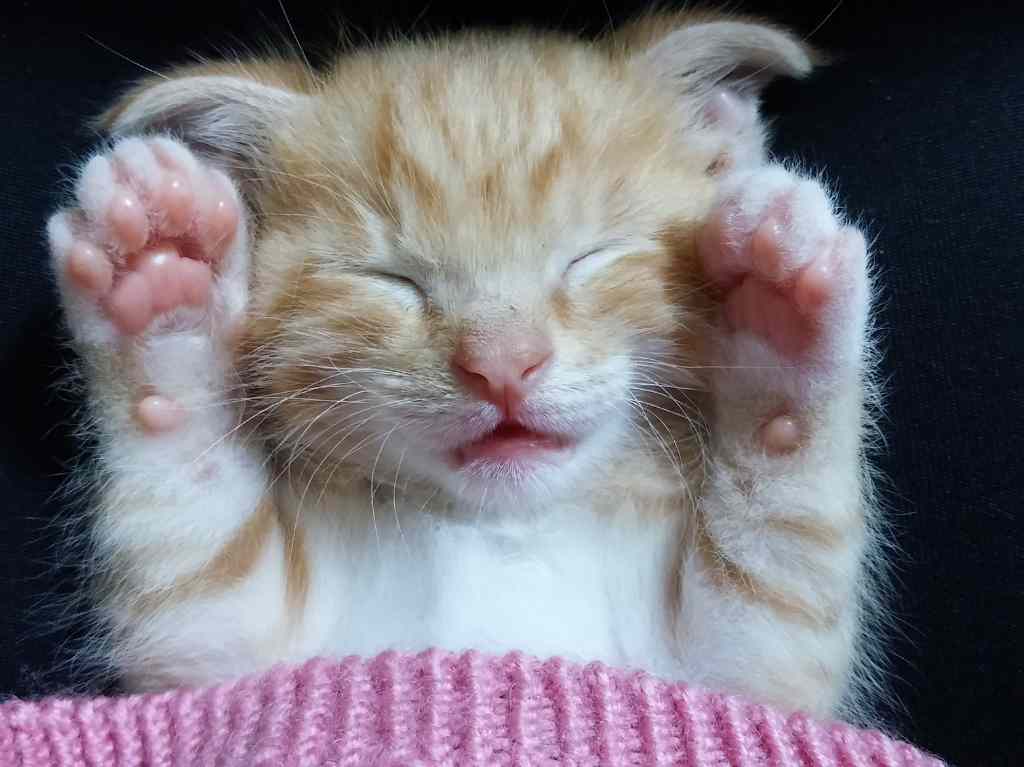 Fotos de gatitos tiernos para la pantalla de tu celular que alegrarán tu día