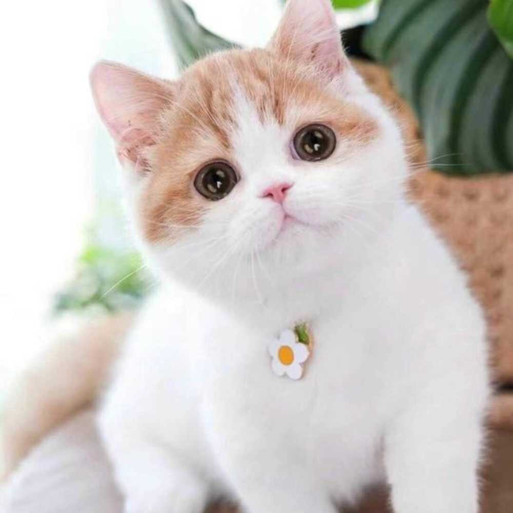 Gatito tierno amarillo y blanco