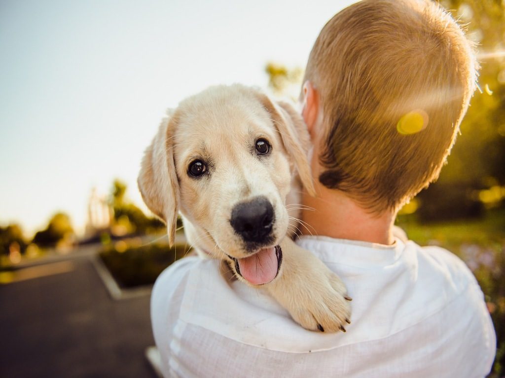 Como preparar snacks saludables para perro