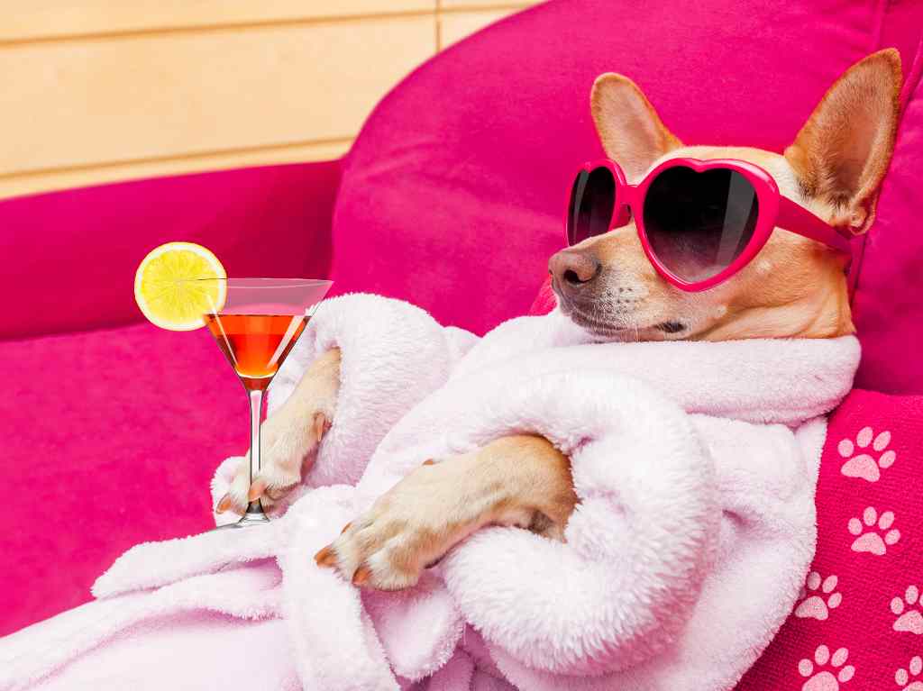 5 spas para perritos ideales para consentir a tu amigo de cuatro patas