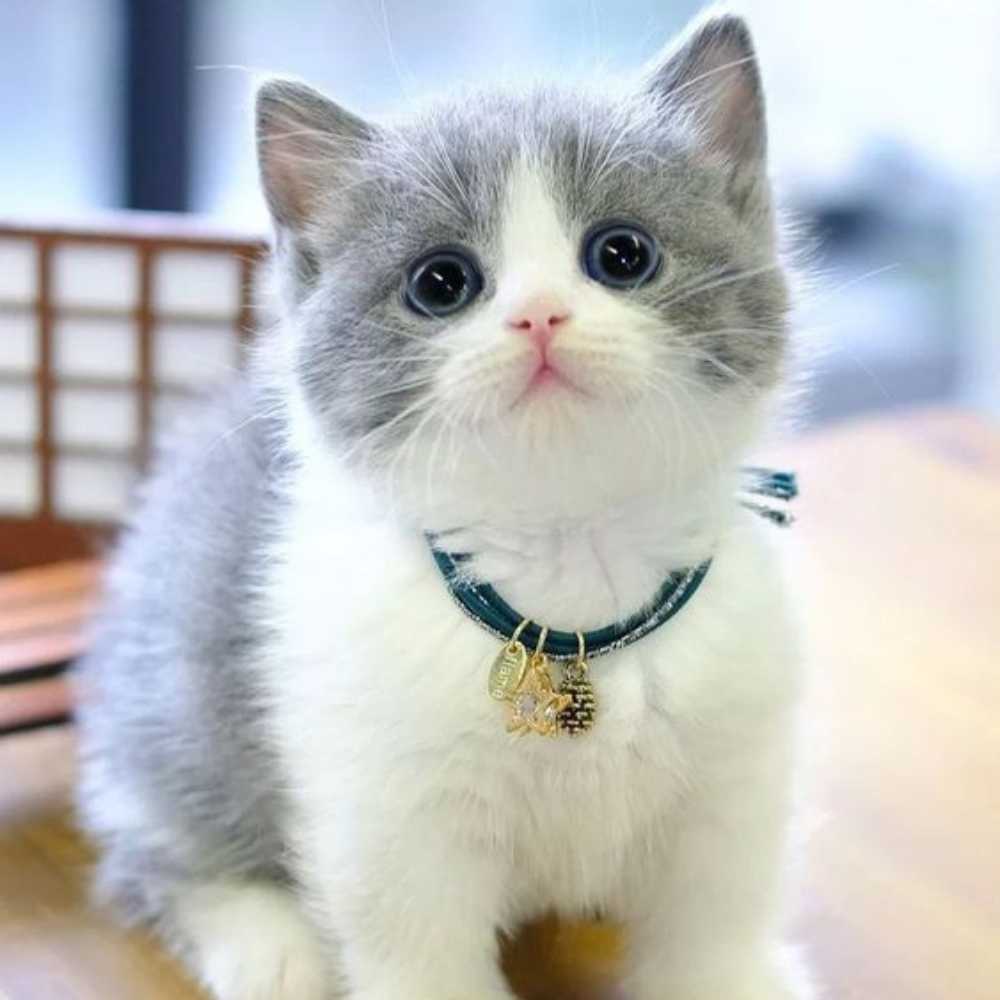 Gatito tierno gris