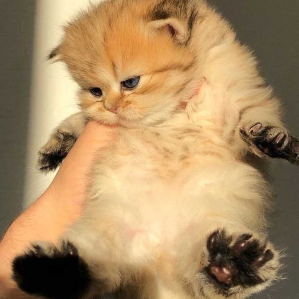 Gatito tierno