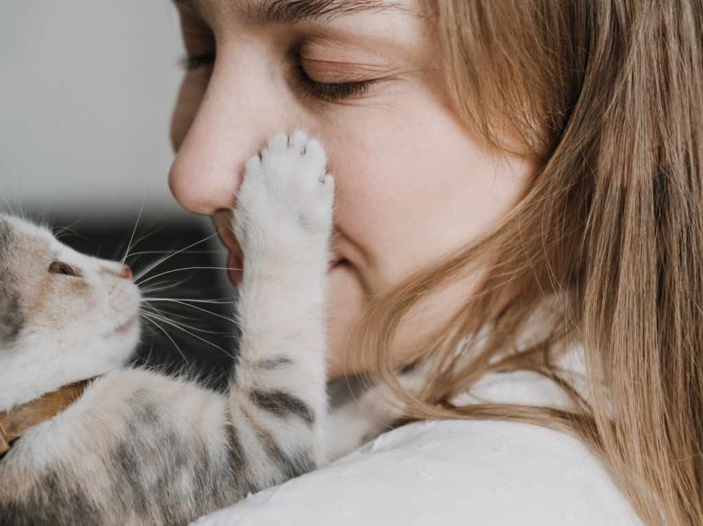 consejos fáciles para adoptar un gato