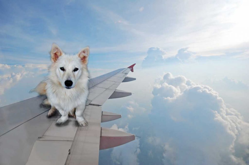 consejos para viajar con tu perro en avión