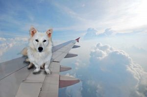 10 cosas que debes saber si vas a viajar con tu perro en avión