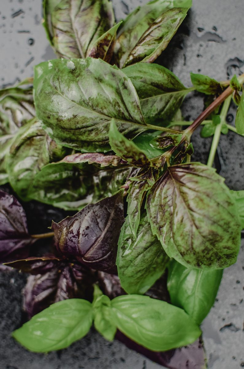 albahaca es comestible y planta medicinal