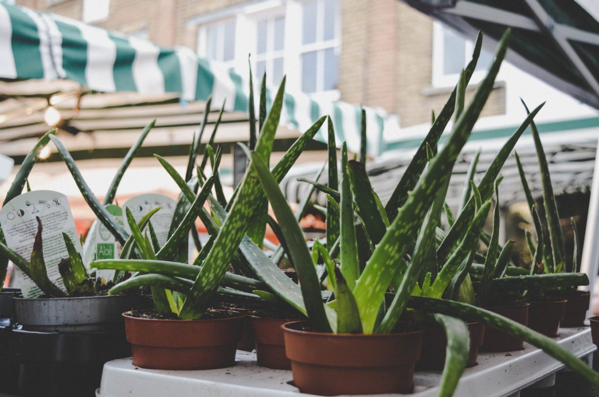 aloe vera en maceta