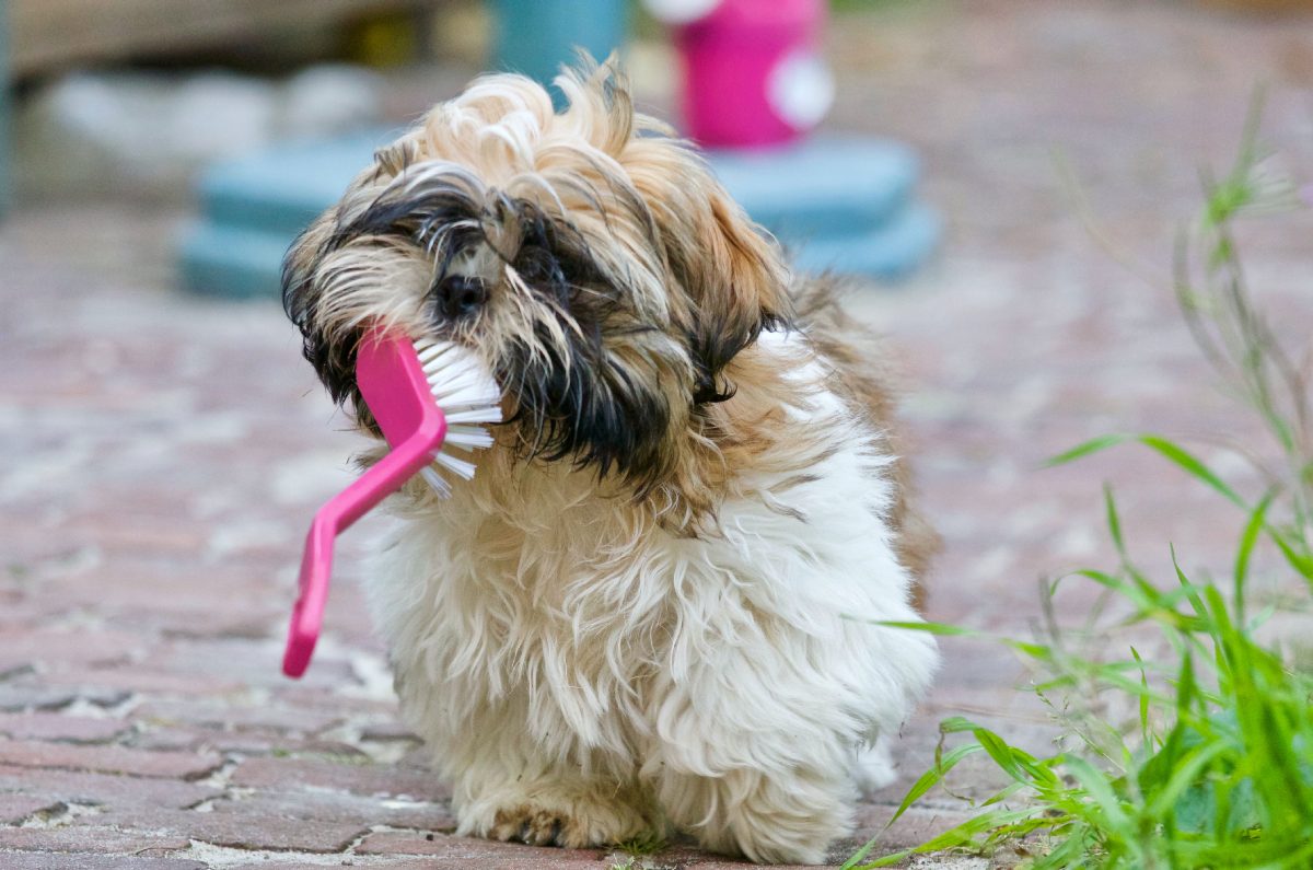 perrito sucio