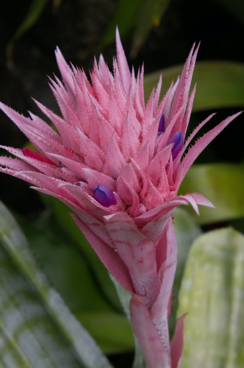 bromelia