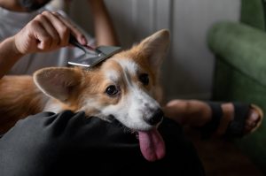 Cómo hacer shampoo en seco para mascotas