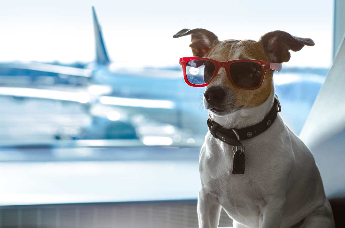 Consejos que debes de saber si vas a viajar con tu perro en avión