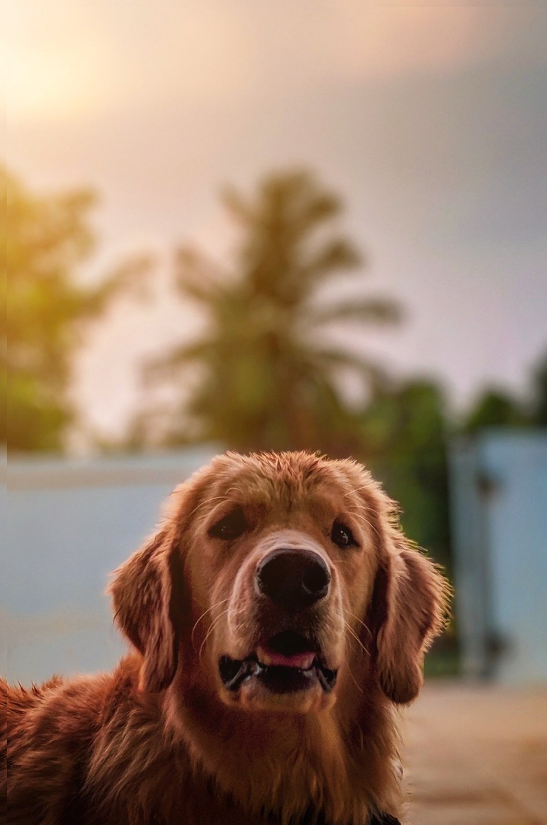 golden retriever