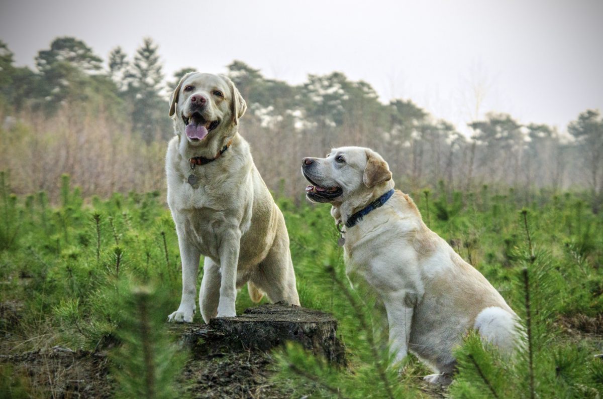 labrador retriever