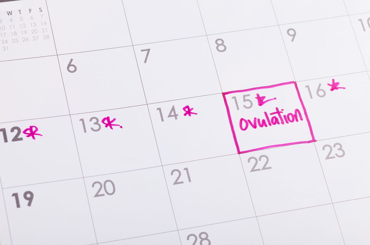 ovulación