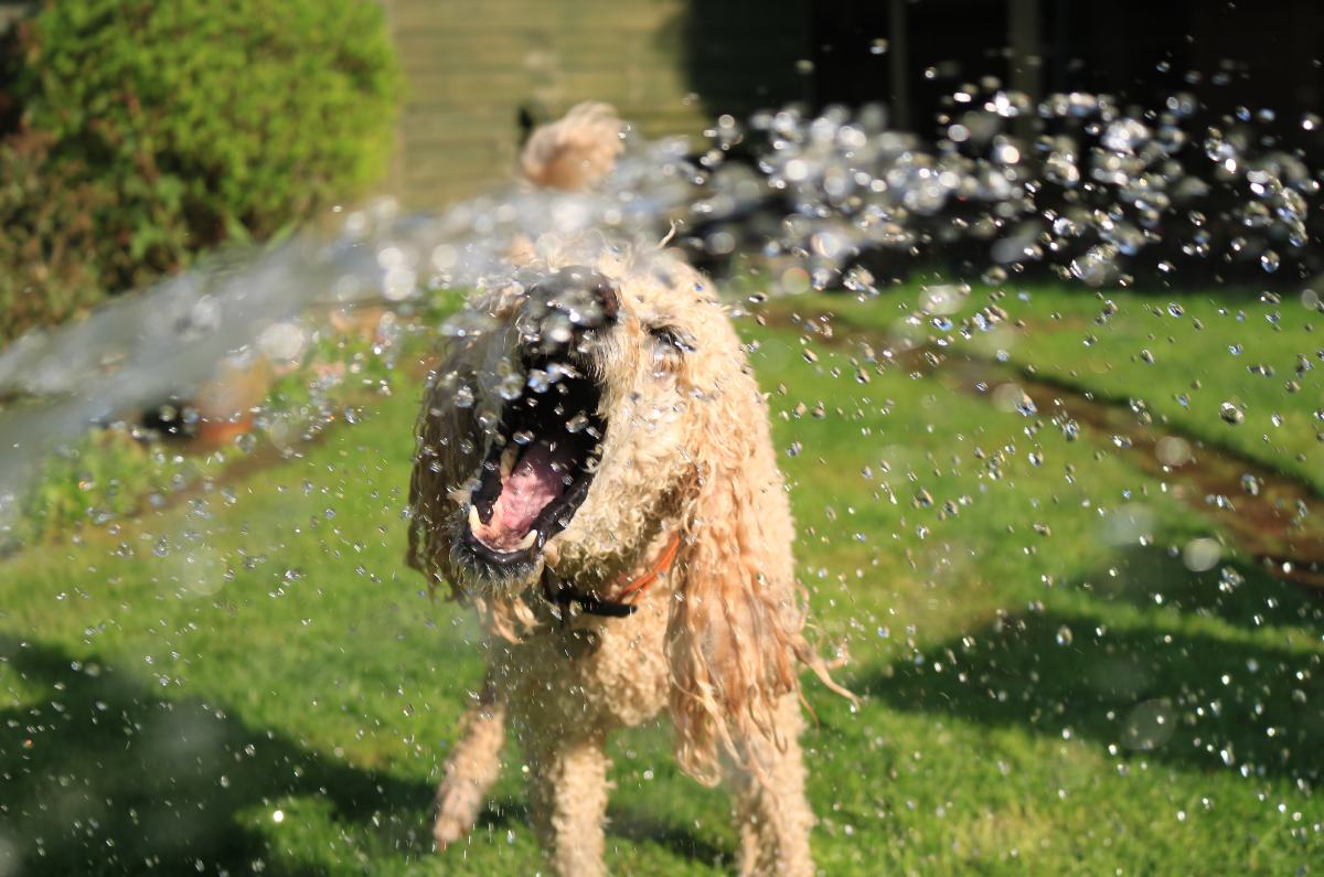 perrito jugando con agua