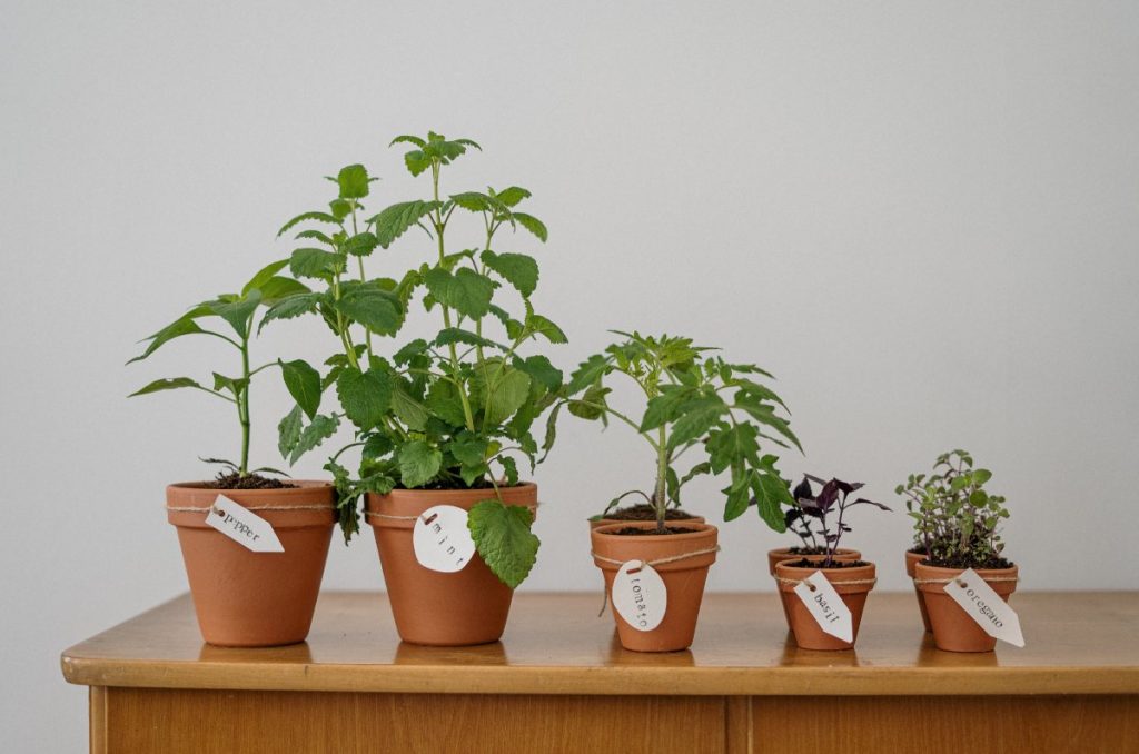 plantas medicinales en casa