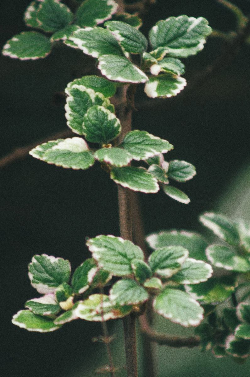 plectranthus