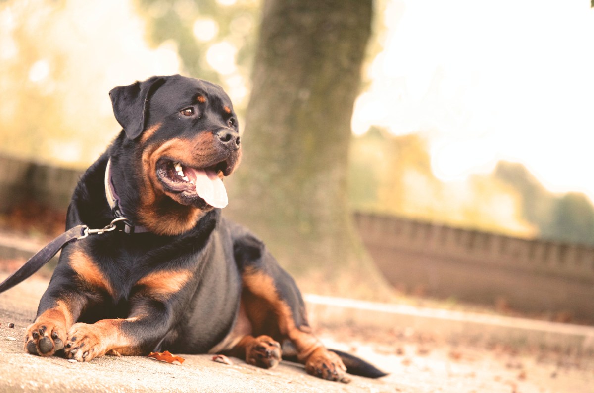 rottweiler