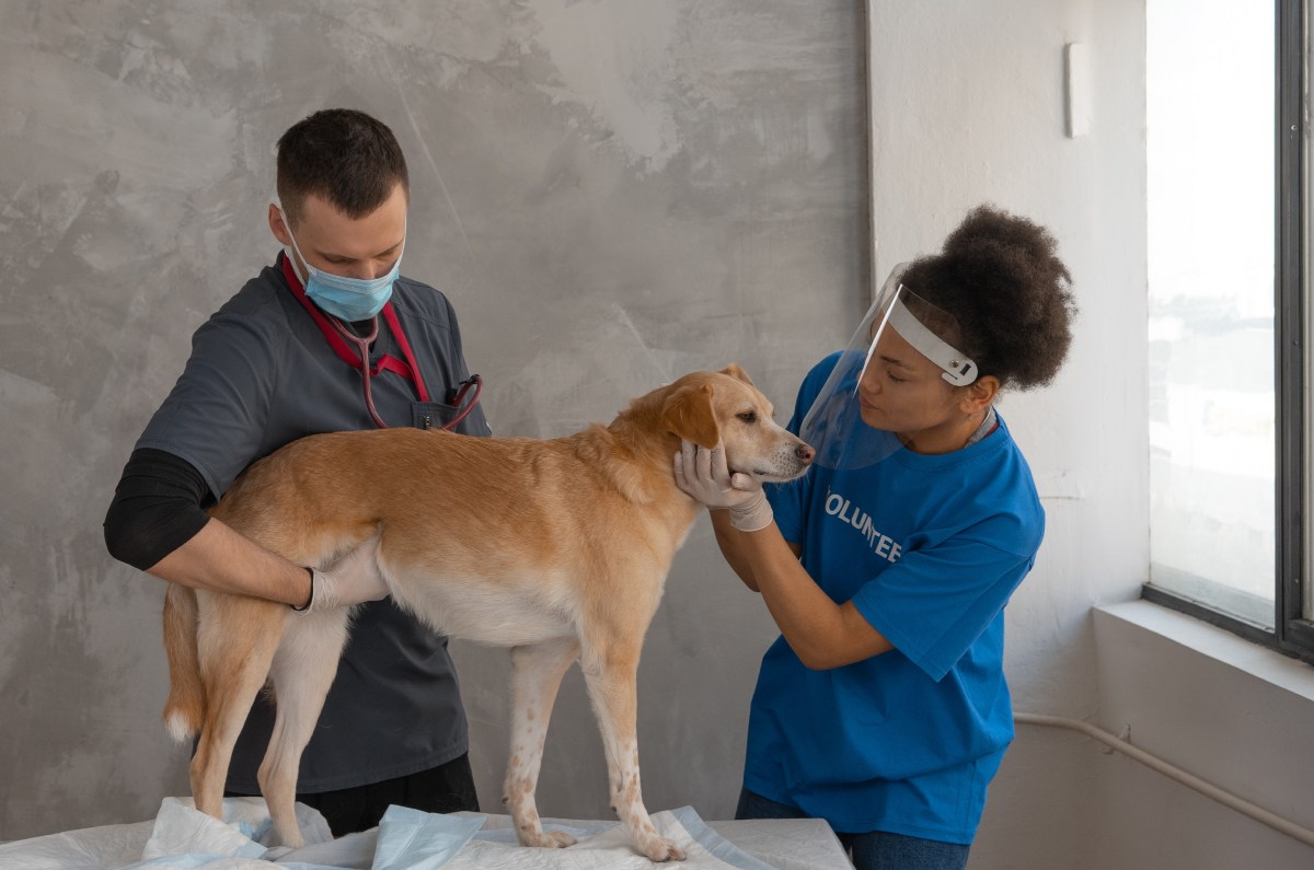Displasia de cadera en perros: cómo evitarla
