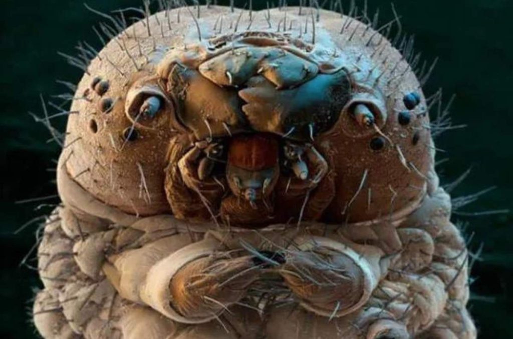 Demodex el ácaro que se puede estar comiendo tus pestañas 0