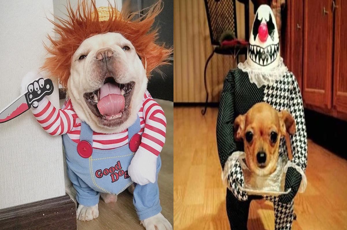 Disfraces de Halloween para perritos ¡se verá espeluznantemente adorable!