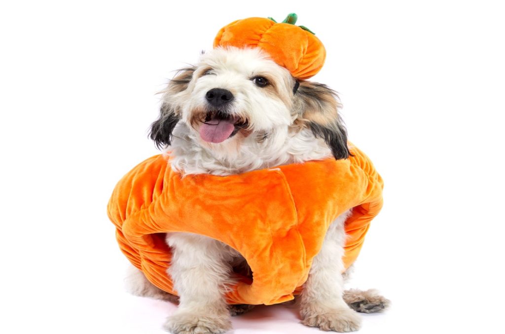 Disfraces de Halloween para perritos ¡se verá espeluznantemente adorable! 1