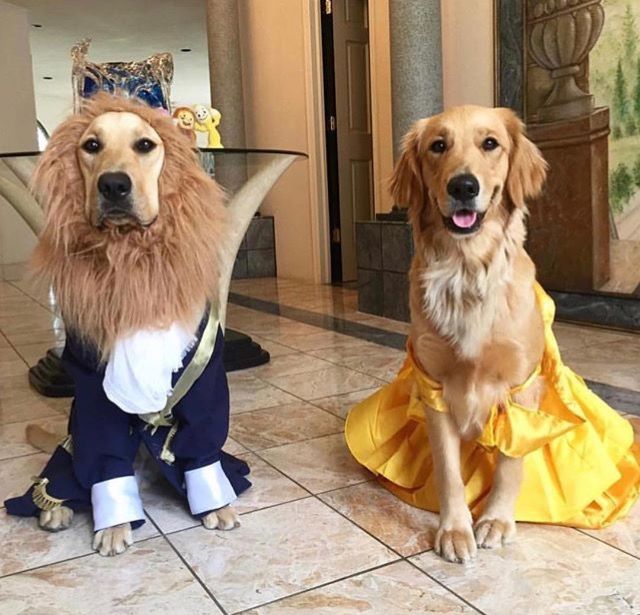 Disfraces de Halloween para perritos ¡se verá espeluznantemente adorable! 6