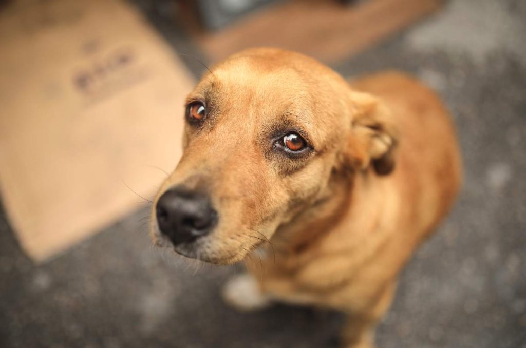 centros de acopio perritos damnificados acapulco